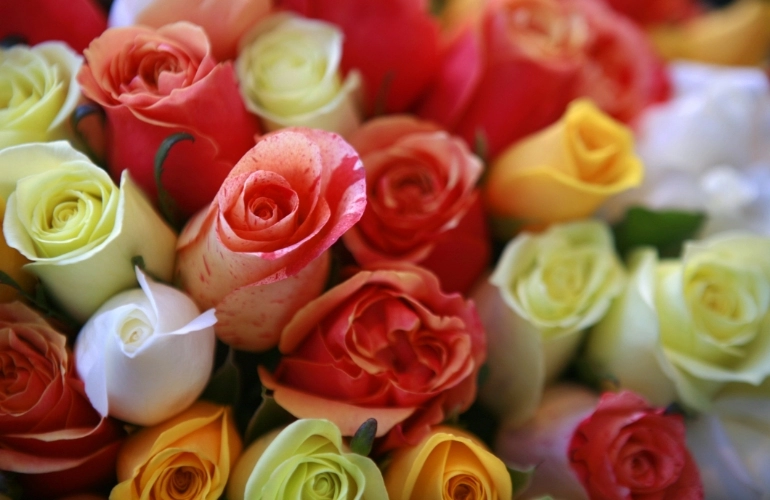 cięte róże w różnych kolorach