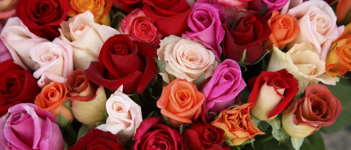 kolorowy bukiet róż